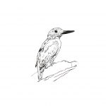 ijsvogel klein